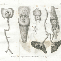 Anatomie de la langue, du larinx et de la trachée artère du cayman
