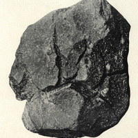 Block of andesite ejected from the Pelée, probably thrown out in the eruption of August 30, 1902,…