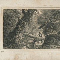 Forêt vierge