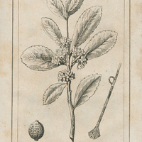 Monographie du Maté. Paraguay