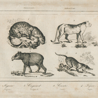 1. Jaguar (Jaguar) 2. Couguard. (Cuguard) 3. Couate. (Cuati) 4. Tapir. (Tapir).