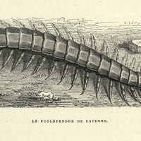 Scolopendre de Cayenne