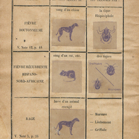 Maladies prises par la peau