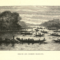 Chasse aux cochons marrons