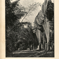 Grande allée du jardin des plantes de Saint-Pierre