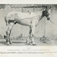 Lymphangite épizootique. Fig. 2. Boutons, ulcères et cordes des membres postérieurs