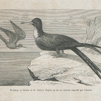 Frégates. D'après un de ces oiseaux rapporté par l'auteur