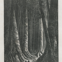 Les grands bois de la Guyane. D'après le texte
