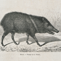 Pécari