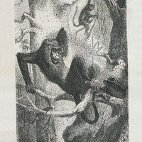 Singe hurleur et macaque. D'après le texte