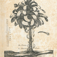 [Le babanier défleuri. Bananier vu par un artiste du XVIIe siècle ( Recueil de divers voyages ),…