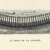 Le Yule de Cayenne