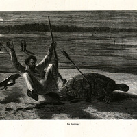 La tortue