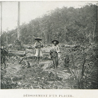Déboisement d'un placer