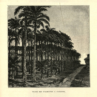 Place des Palmistes à Cayenne