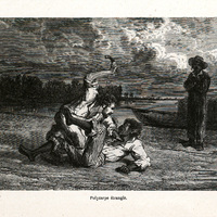 Polycarpe étranglé