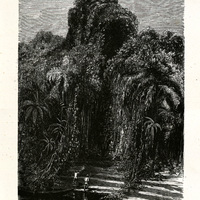 Bords de l'Amazone