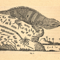 Fig. 5.— Iguana delicatissima