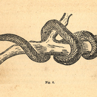 Fig. 6.— Le Fer de lance, Trigonocephalus lanceolatus