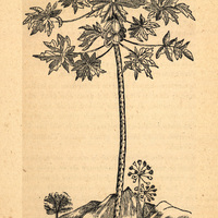 Fig. 4.— [Le papayer]