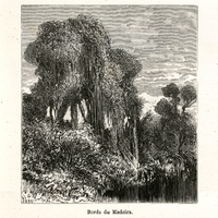 Bords du Madeira