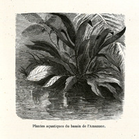 Plantes aquatiques du bassin de l'Amazone