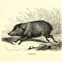 Pakira