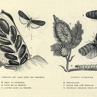Tinéa sata / Thortrix cothonisix