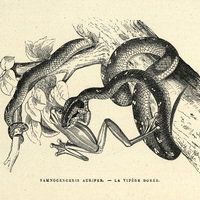 Tamnocenchris aurifer - la vipère dorée