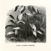 Plantes recueillies à Abacatchi