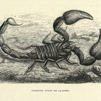 Scorpion géant de Cayenne