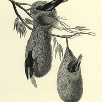Nid de cassiques