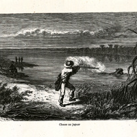 Chasse au jaguar